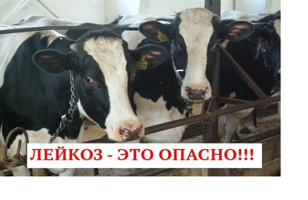 Лейкоз КРС